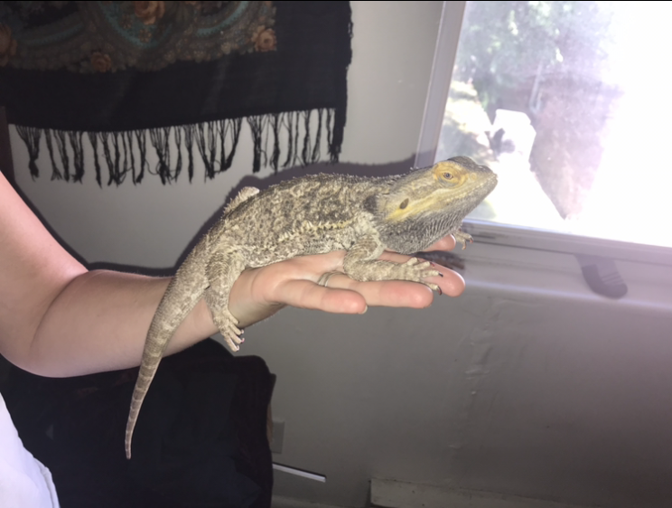 6/23/21 puff dragon